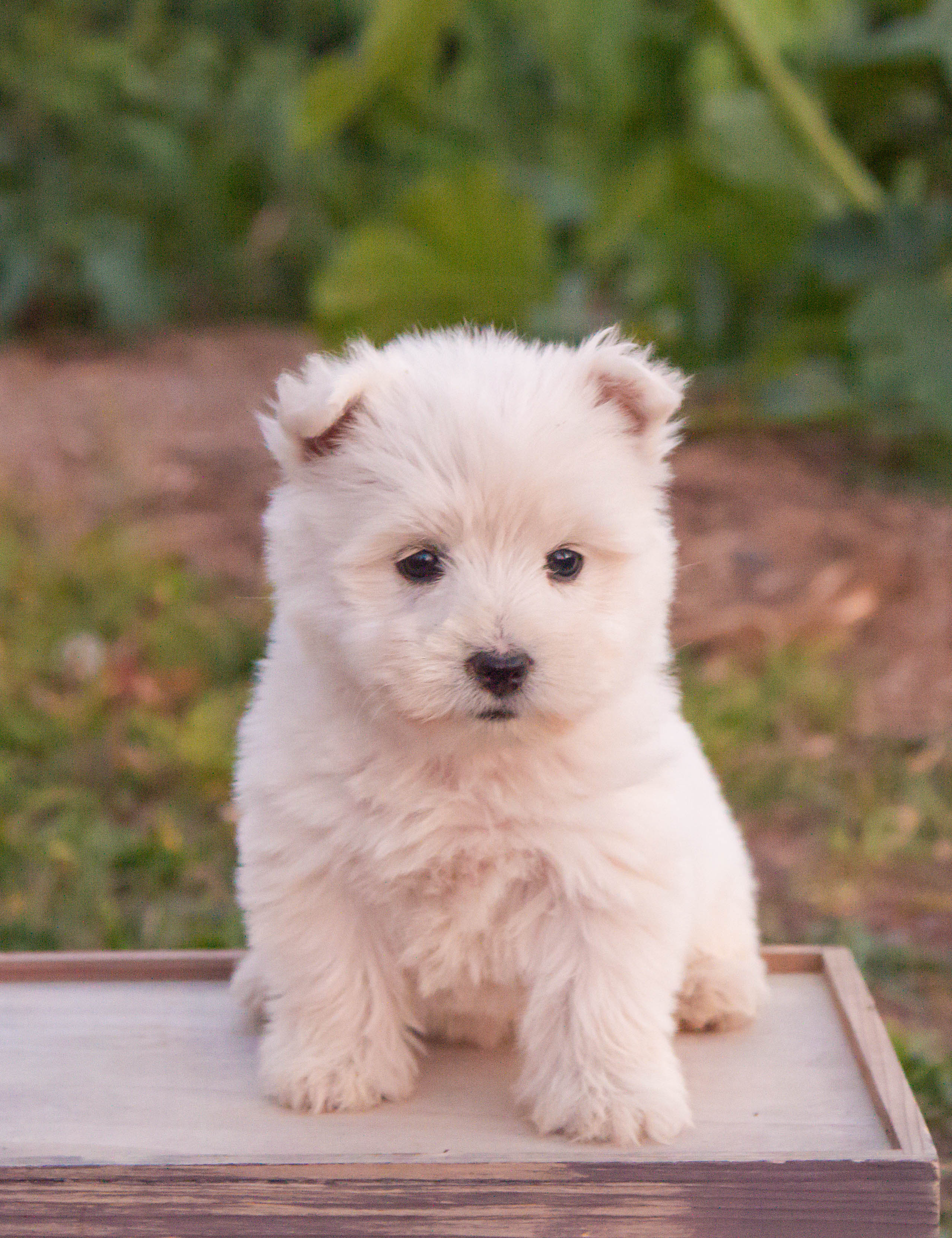 puppy, for, sale, West Highland White Terrier, Amos B. King, dog, breeder, Romney, WV, dog-breeder, puppy-for-sale, forsale, nearby, find, puppyfind, locator, puppylocator, aca